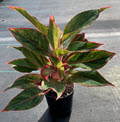 5" Aglaonema Red Siam